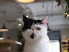 -吉丁鸟咖·异宠·寄养