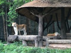 -清迈夜间动物园