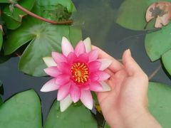 -武清南湖绿博园