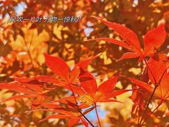 -北宫国家森林公园