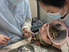 -四月宠物医院·猫专科·心脏专科·内科(转塘店)