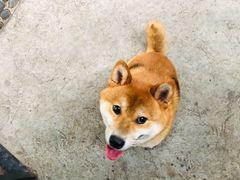 -柴犬高等学院·狗咖·柴犬售卖·宠物训练