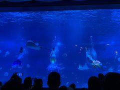 -烟台海昌鲸鲨海洋公园