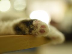 -鼓捣猫呢主题猫咖店