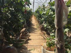 -马陆小张葡萄园农家乐