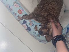 -纳吉亚猫专科动物医院博雅分院