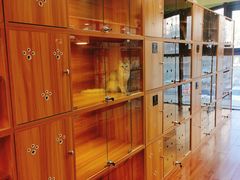 -猫十亿·布偶金渐层·曼基康矮脚猫舍(青年路店)