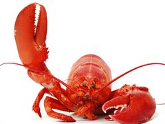 -金陵之星大酒店·中餐厅