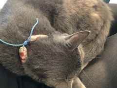 -喵屿·大理花园猫咖