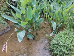-深圳仙湖植物园