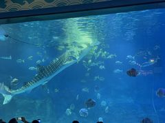 -烟台海昌鲸鲨海洋公园