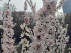 -群力丁香公园
