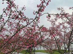 -羊山湖公园