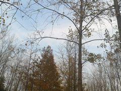 -合肥滨湖国家森林公园