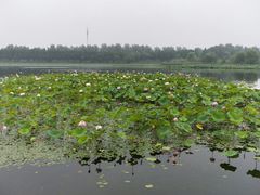 -溱湖国家湿地公园