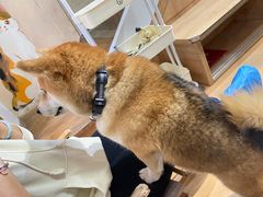 -是阿柴呀！柴犬咖啡·爱喵喵猫咖