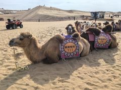 -银肯塔拉沙漠生态旅游景区