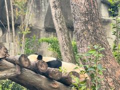 -都江堰中华大熊猫苑