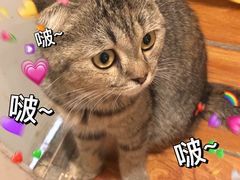 -猫小院猫主题餐厅(南锣旗舰店)