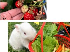 -前小桔亲子创意农场·草莓采摘·露营烧烤