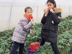 -小鱼草莓采摘园农家乐·小鱼餐厅