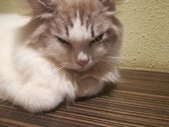 -more than meow吴止猫主题餐厅(承德 中船汇店)