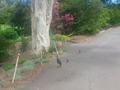-墨尔本皇家植物园