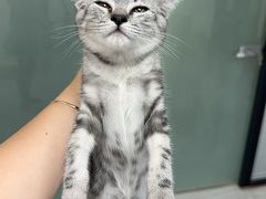 -艾贝尔宠物医院 ·中兽医·宠保定点(北门桥店)