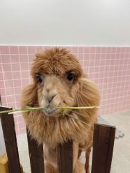 -Moni星球萌宠·小马宝莉·灵蛇·高端高阶全萌宠互动体验俱乐部(红豆国际广场店)