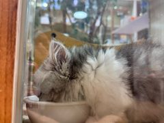 -屋虎猫馆(宝安大仟里店)