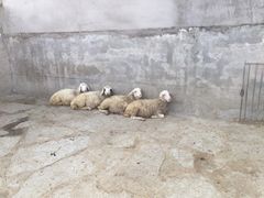 -河北村民俗体验园