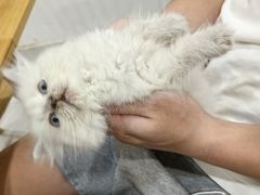 -楼上猫咖(罗湖店)