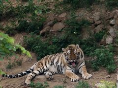 -大连森林动物园