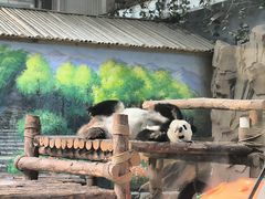 -青藏高原野生动物园