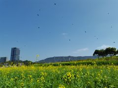 -光明小镇欢乐田园