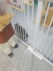 -神奇动物撸宠馆·羊驼·小浣熊·异宠(豫园店)