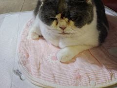 -美联众合动物医院·24h转诊中心