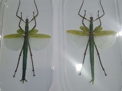 -上海昆虫博物馆