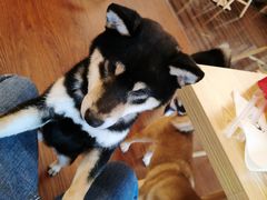 -豆柴町-柴犬主题狗咖(红鼎国际C座店)