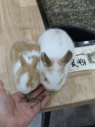 -神奇动物撸宠馆·羊驼·小浣熊·异宠(豫园店)
