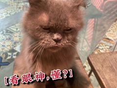 -more than meow吴止猫主题餐厅(承德 中船汇店)