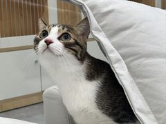 -爱洗澡的猫(天河路店)