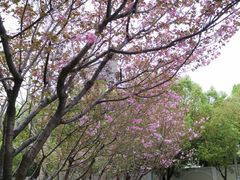 -西郊5号·Maggie 5