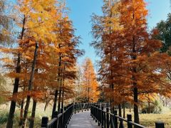 -贡湖湾湿地公园