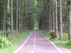 -黄海国家森林公园