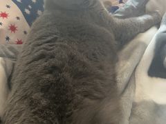 -瑞派名望志远动物医院·猫科·內科·异宠专科(直港大道店)
