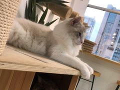 -Heymao猫咖.咖啡厅(东门店)
