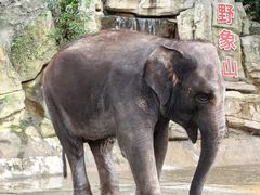-深圳野生动物园