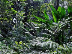 -中国科学院西双版纳热带植物园