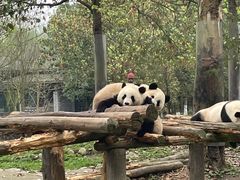 -都江堰中华大熊猫苑